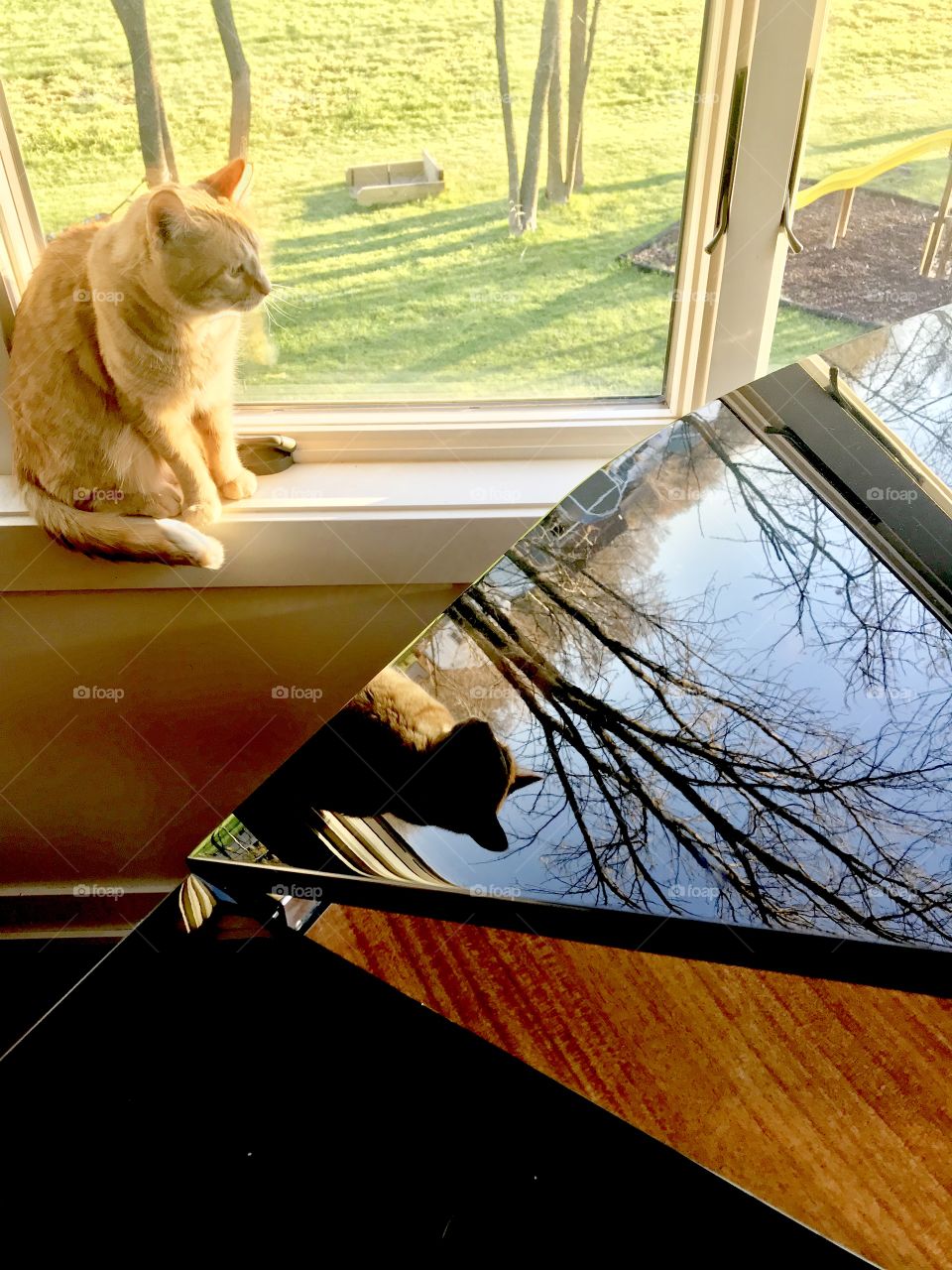 Darling curious tabby cat enjoying sitting in window with beautiful reflection being captured in baby grand! 