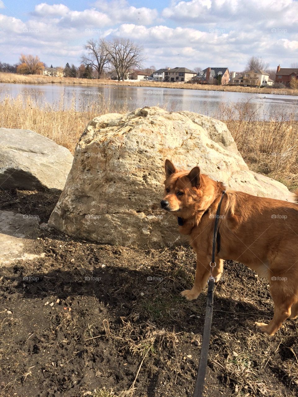 My adventurous dog who loves hiking up canyons and mountains, has yet to get on top of that huge boulder! 