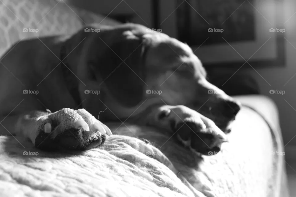 Zoey paws