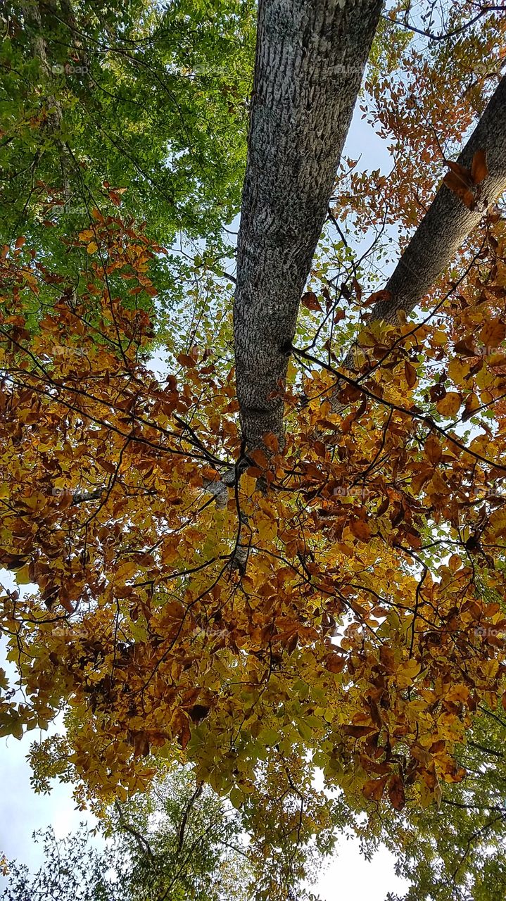 go piss up a tree. I have no idea why it's upside down