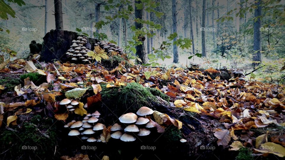 on the forest floor