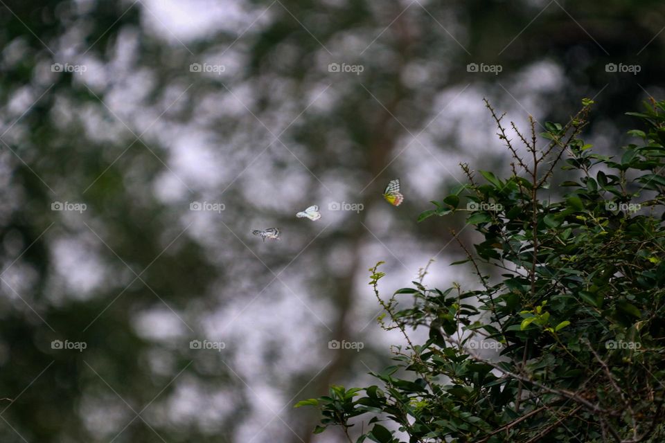 A fairy story of three butterflies who is flying in air enjoying the forest