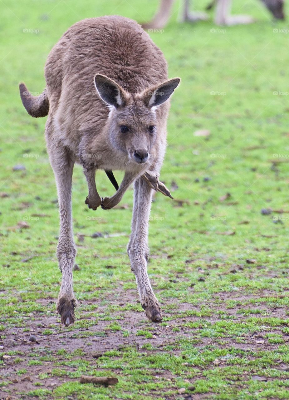 Kangaroo in motion mid hop