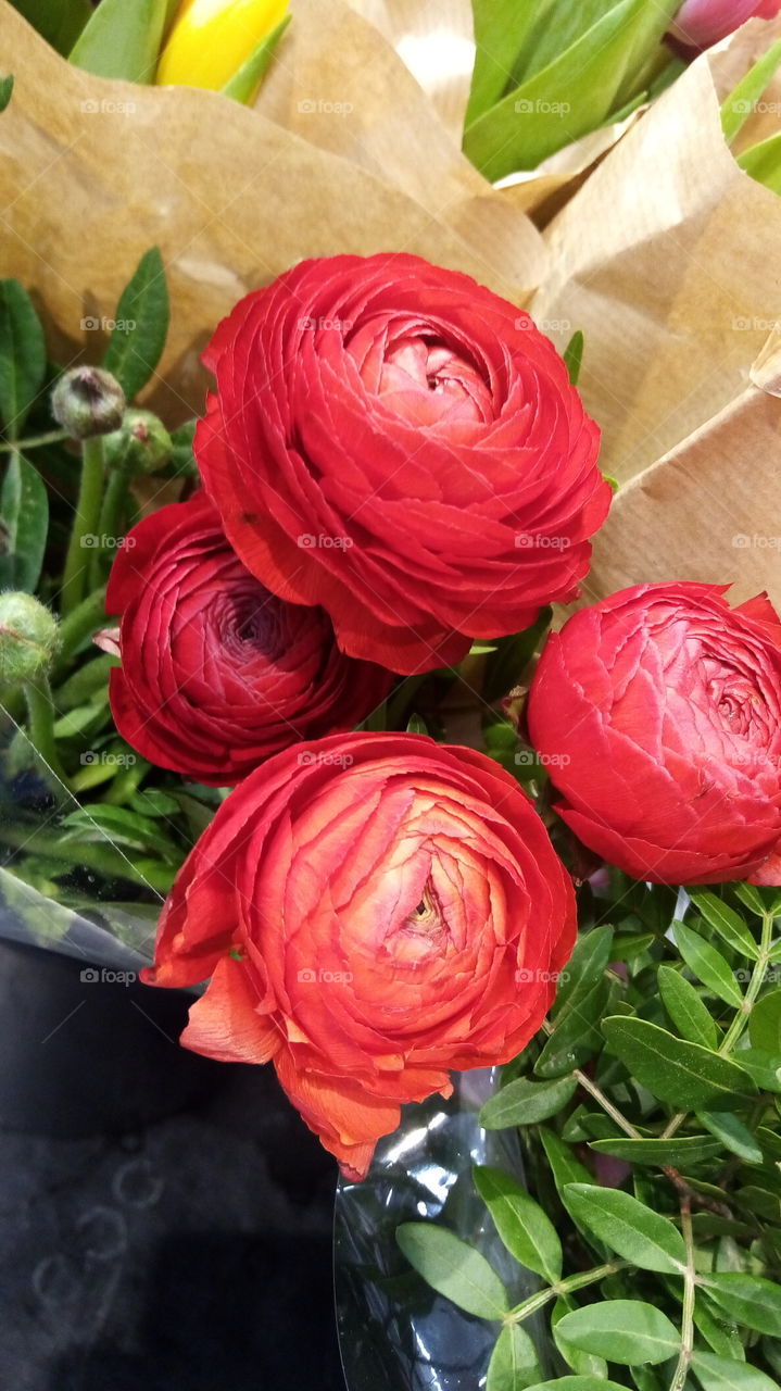 Blumen in Deutschland