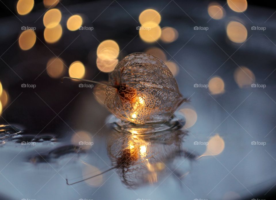 Physalis in a puddle and bokeh