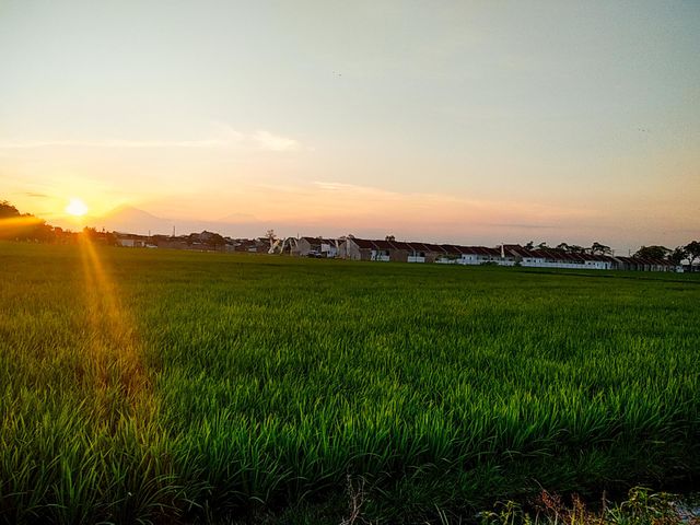 Rice field in Sukoharjo