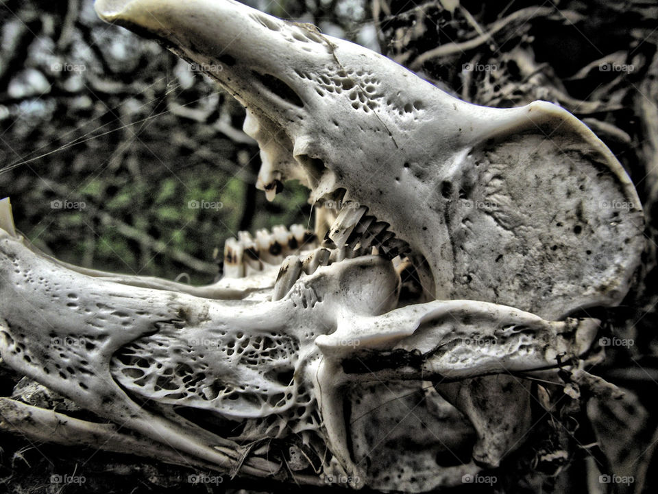 woods structure wild dead by gordynodrog