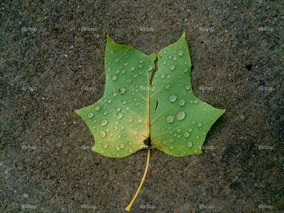 Tulip Poplar leaf