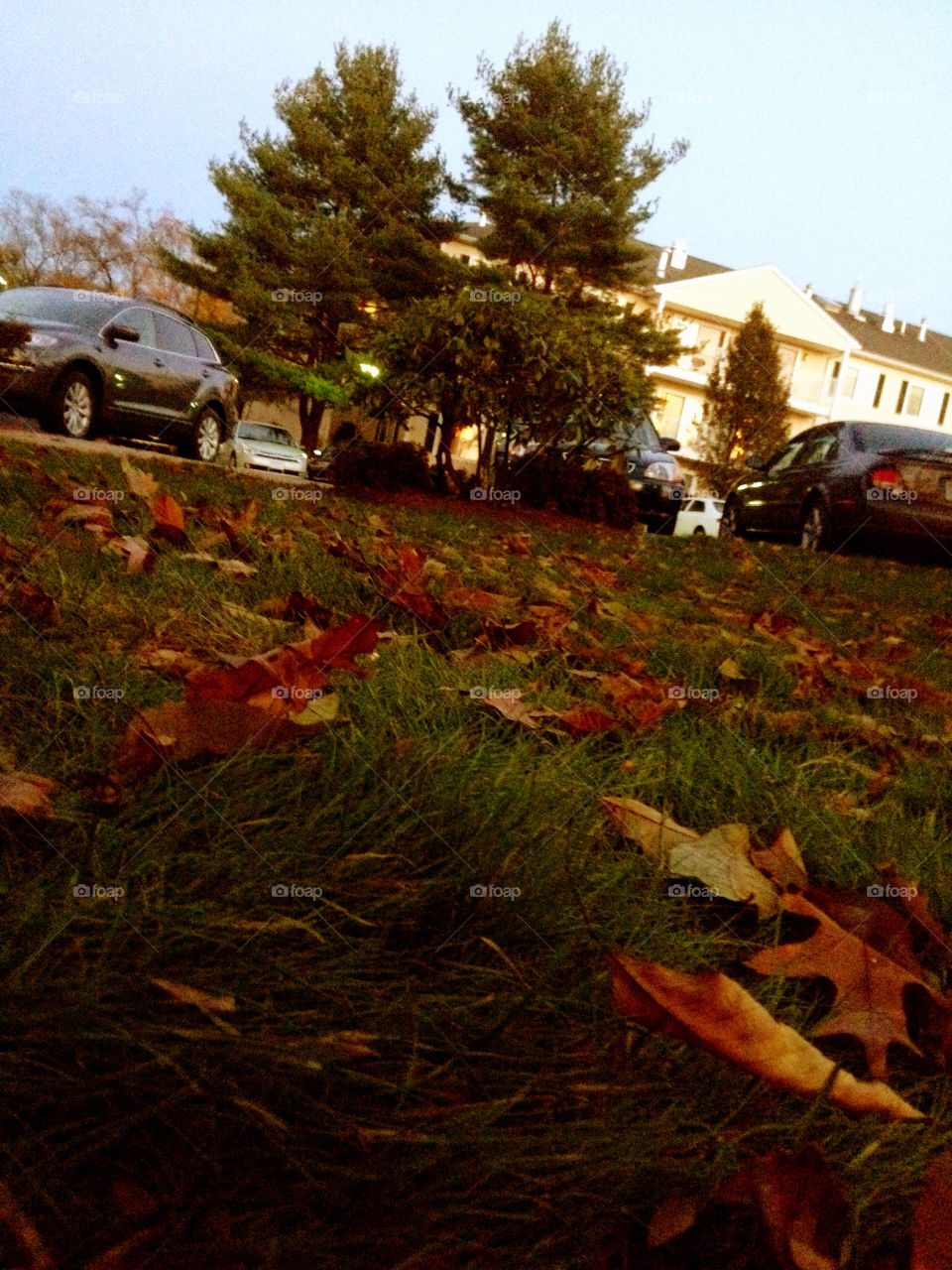 nature trees leaves fall by jmh