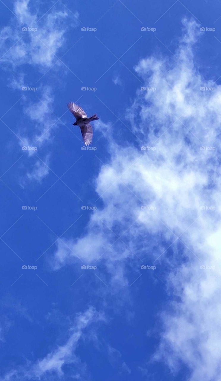 blue sky and flying bird
