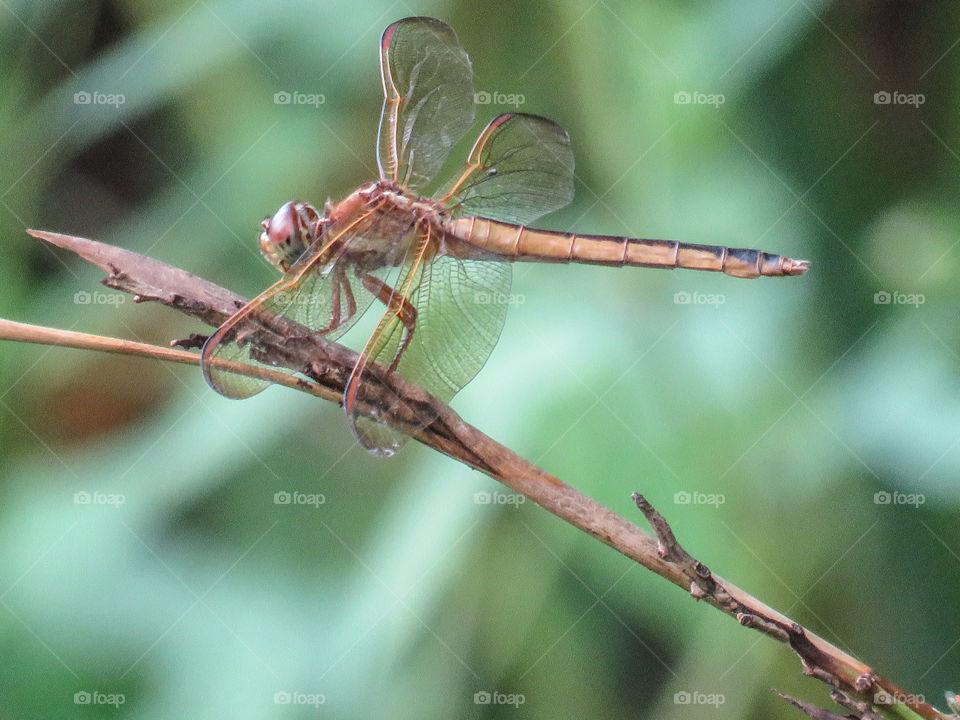 Dragonfly