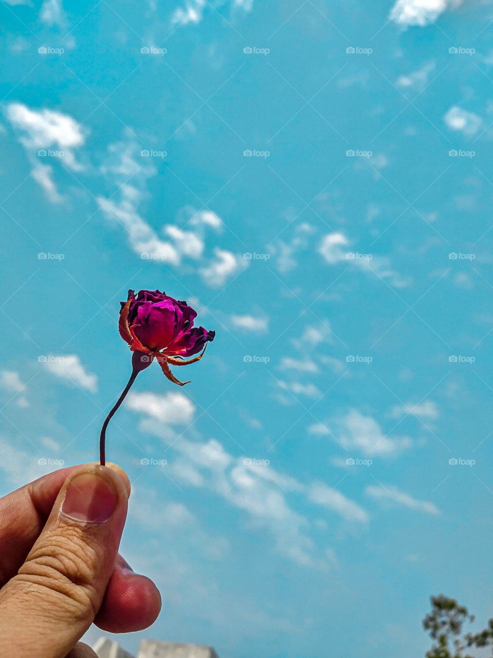 a dry rose flower in the sky.