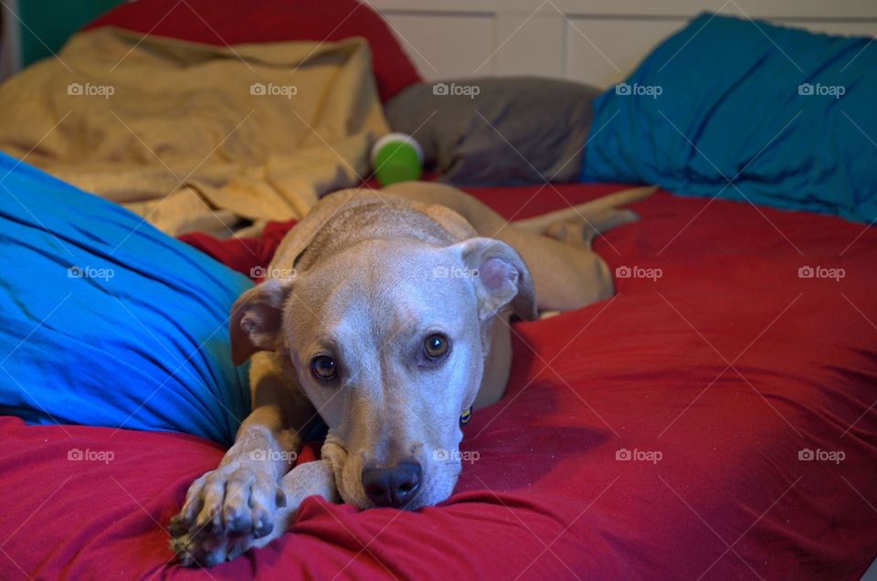 Dog begging to be allowed to sleep in bed 