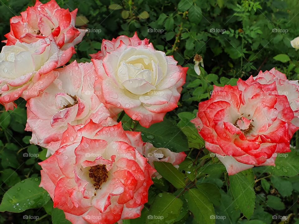 white and pink roses after the rain