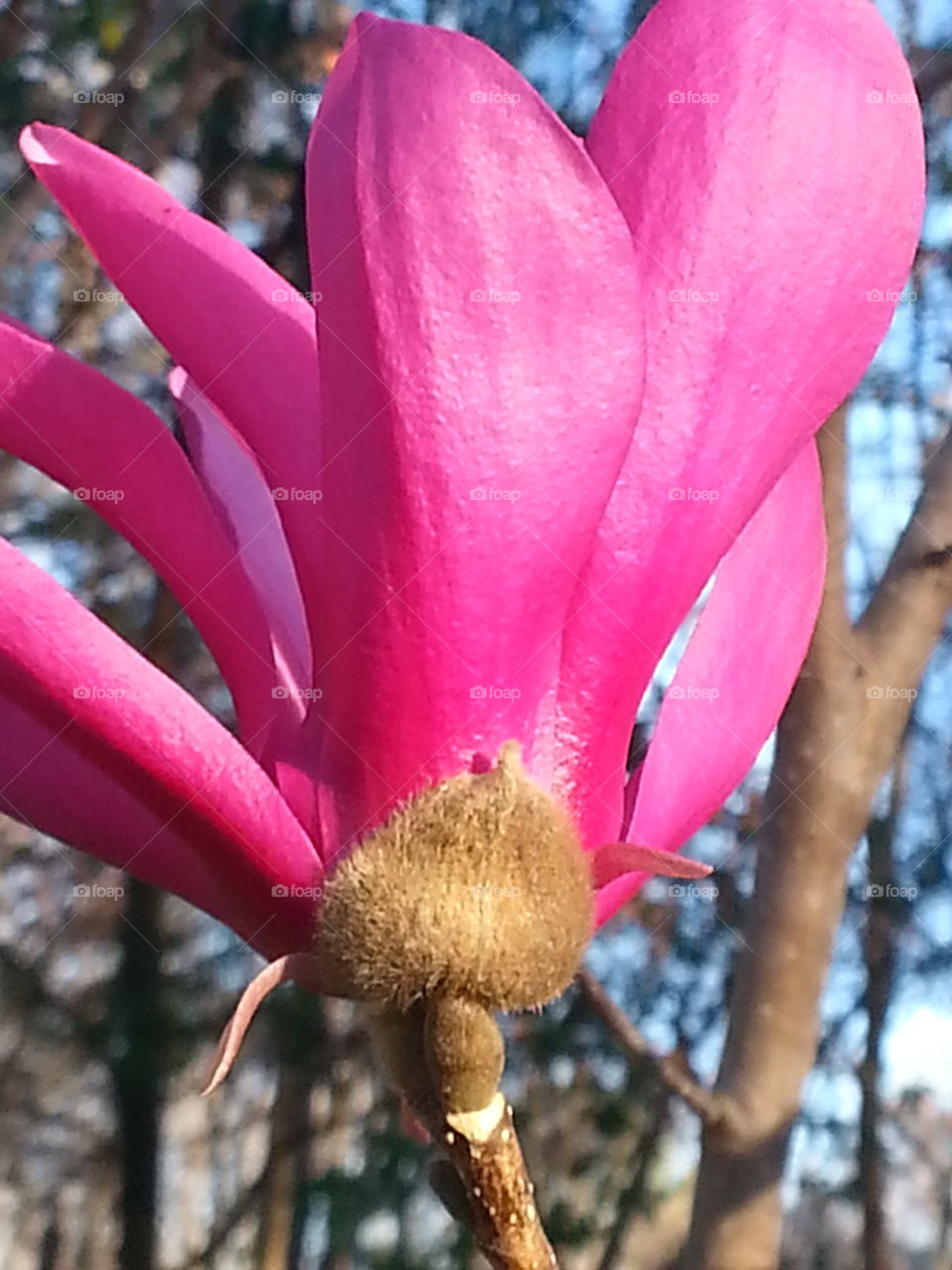 Tulip Tree Flower