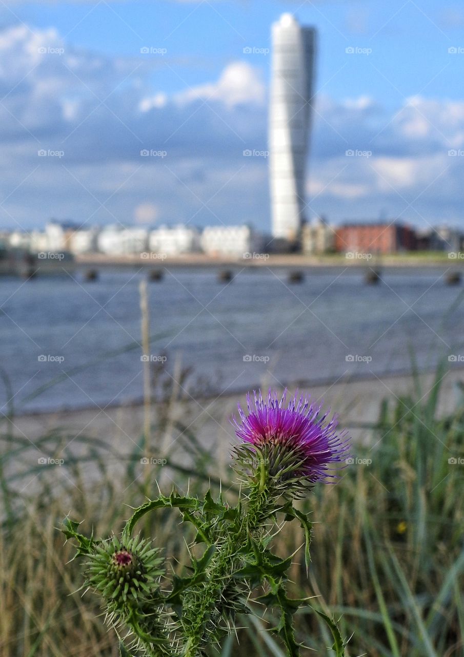 Thistle in focus