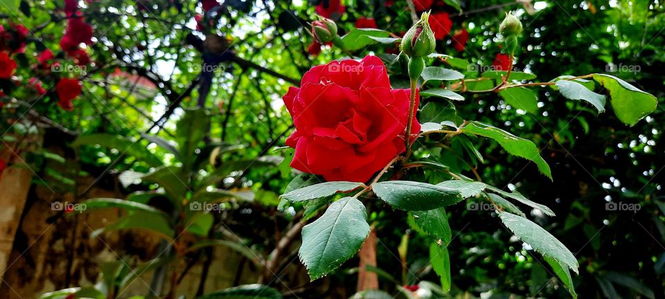 Red rose