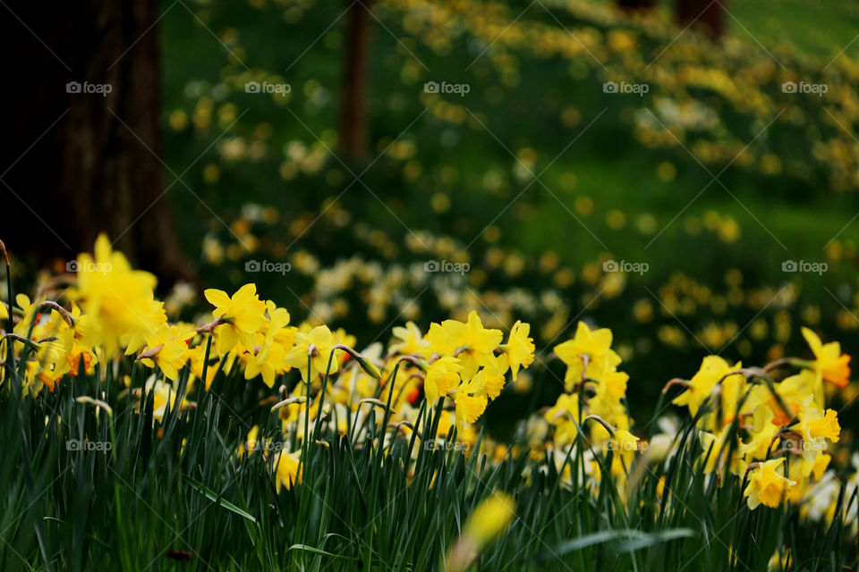 Daffodil Gardens