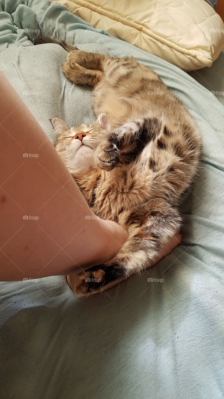 cat sleeping near owner's leg