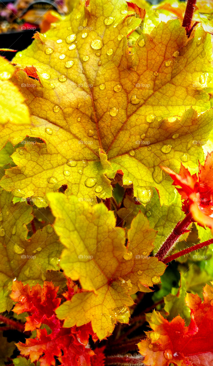 Yellow leaves with droplets