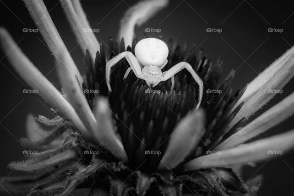 A goldenrod crab spider and her flower. 