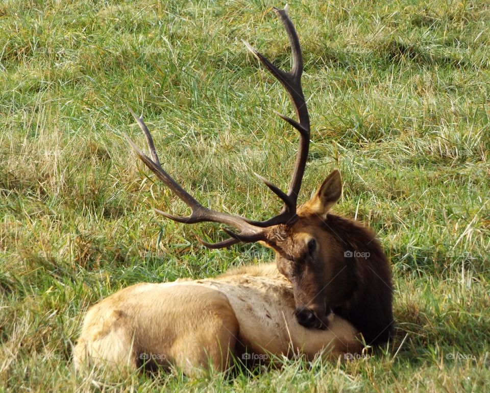 Elk 