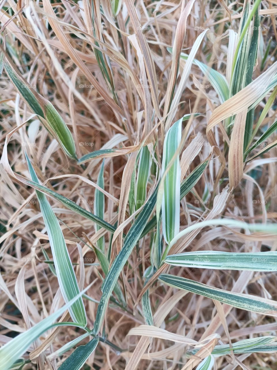 The beauty in nature