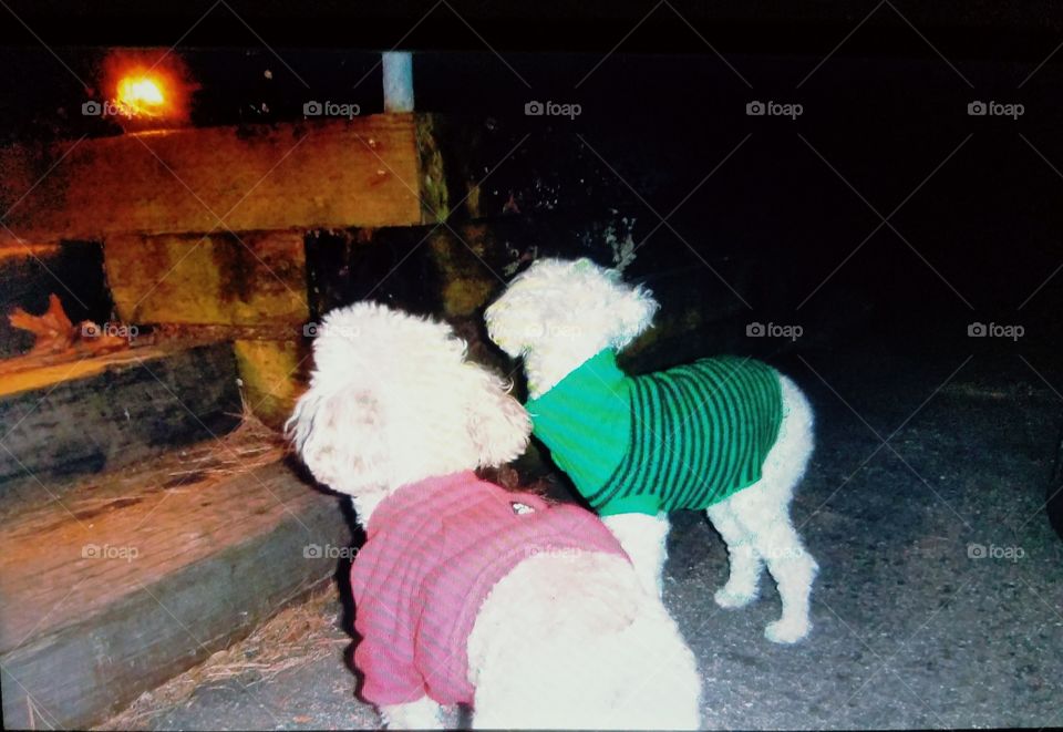 Two white poodles wearing a red & a green sweater. Cold weather is here! They are waiting to go for a ride.
