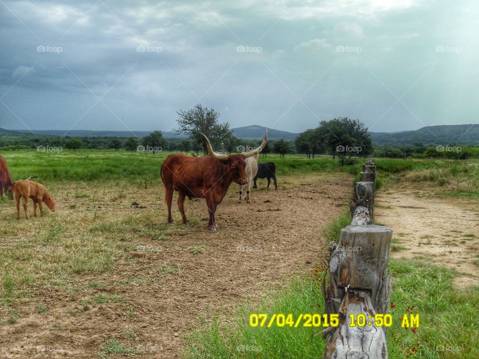 now that's a Texas longhorn 1. This is a picture of a Texas longhorn that I saw while out exploring this morning near Graham Texas