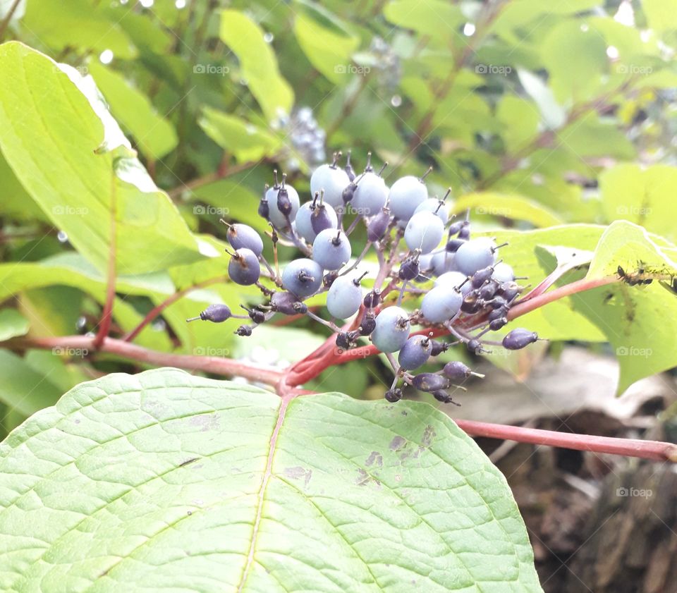 dark blue dogwood fruit