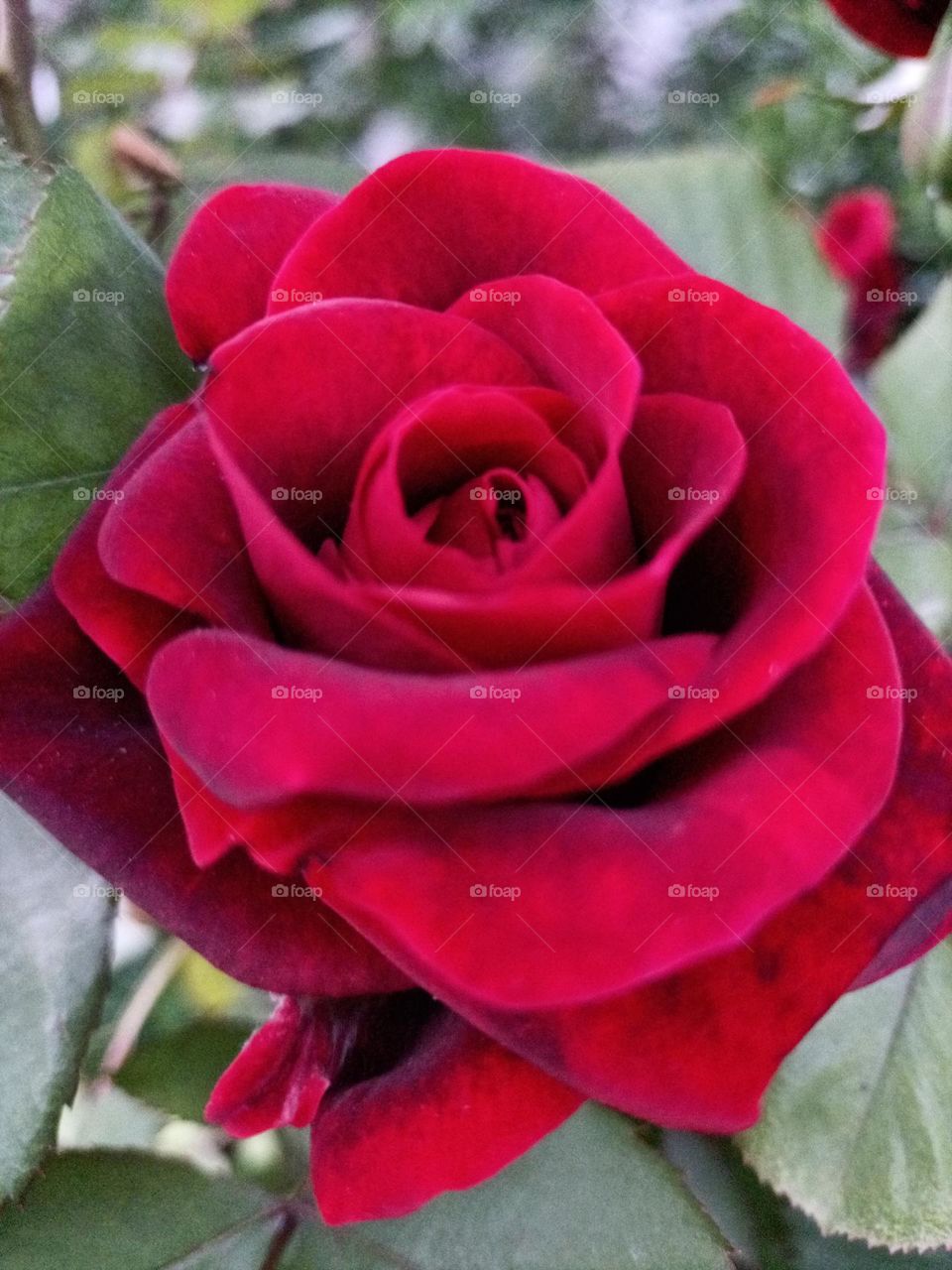 The queen of flowers