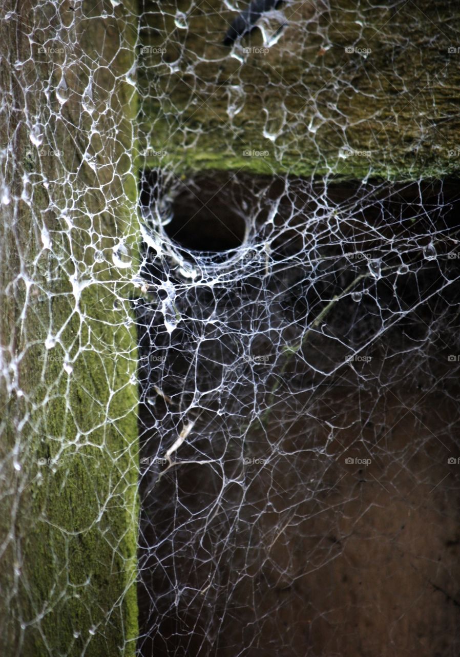 Big and scary spider web on the corner of a fence