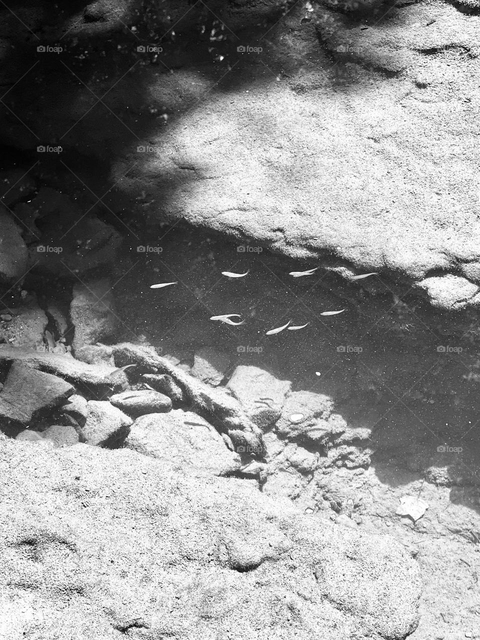 A school of minnows swim between the rocks in a spring fed clear stream. The tiny fish are visible against the shadows for only a moment.