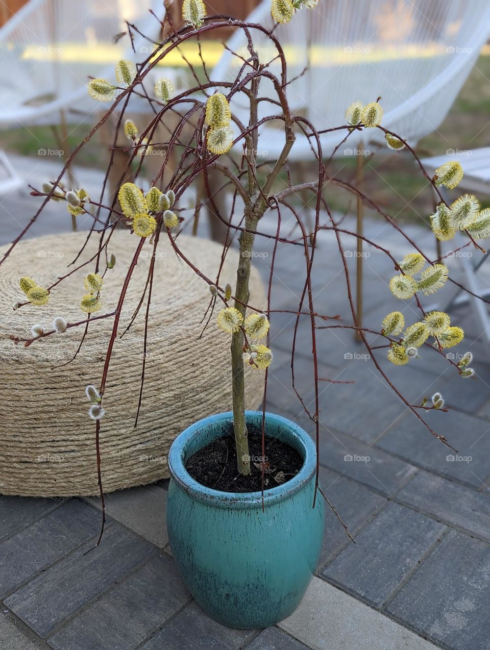 spring buds on potted willow tree outside in turquoise pot