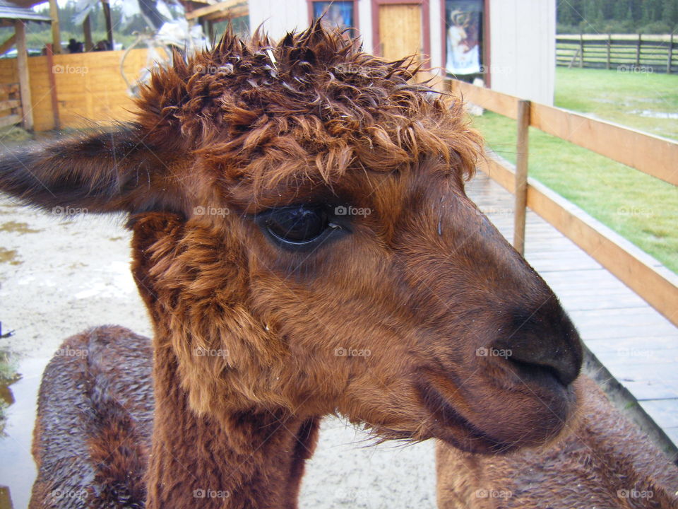 Happy Brown Llama at Petting Zoo