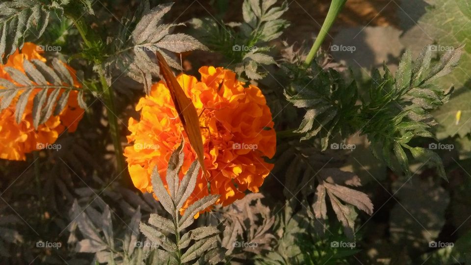 A beautiful scene of marigold flowers in the garden.