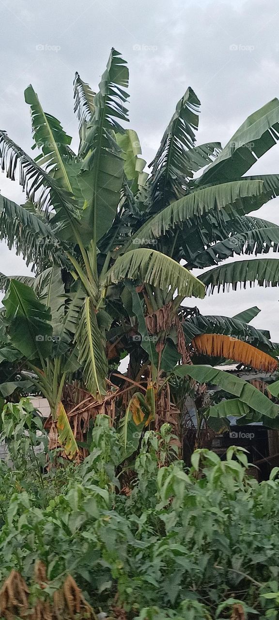 Banana Tree In Indonesia