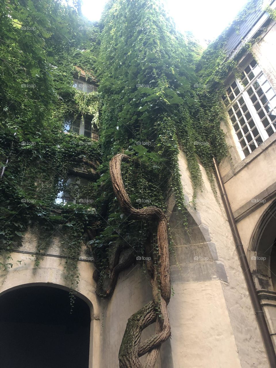 Tree growing close to the walls