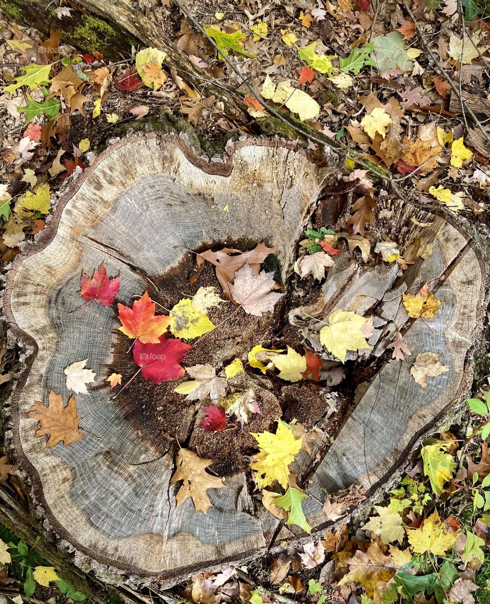 The ground in autumn.  Red, yellow and brown colorful and bright leaves on top of tree ring stump 