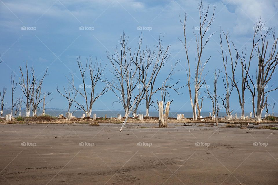 Dry trees