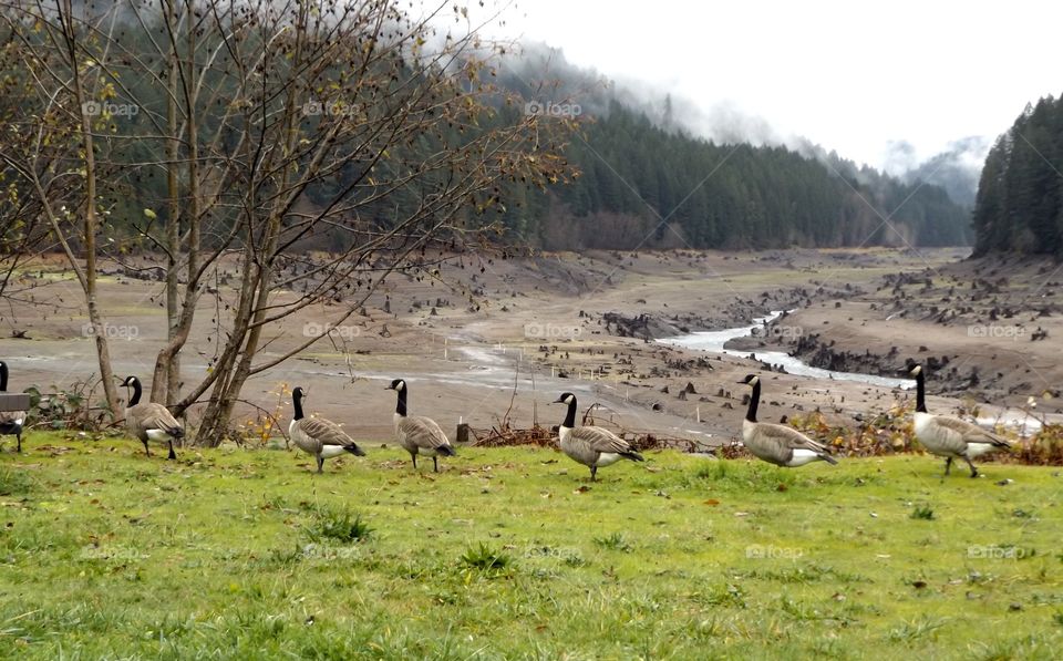Canadian geese in a row 