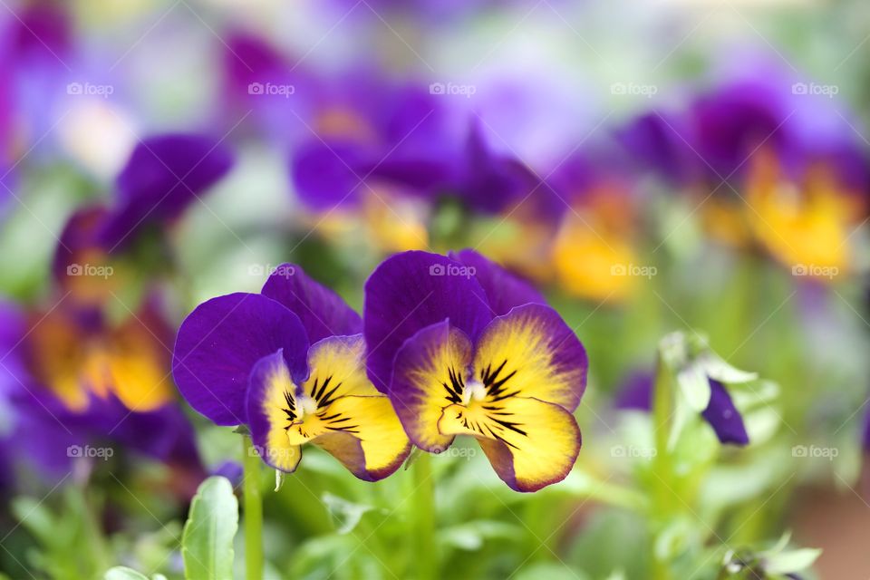 Pansies flowers blooming at outdoors