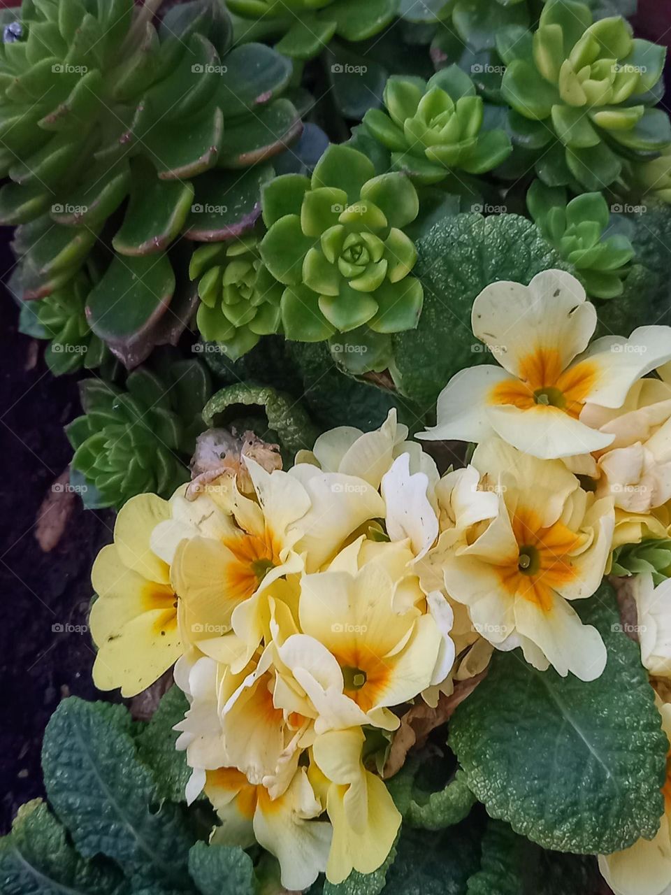 Flowers  blooming in spring