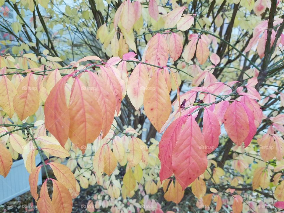 Leaf, Fall, Season, Nature, Flora