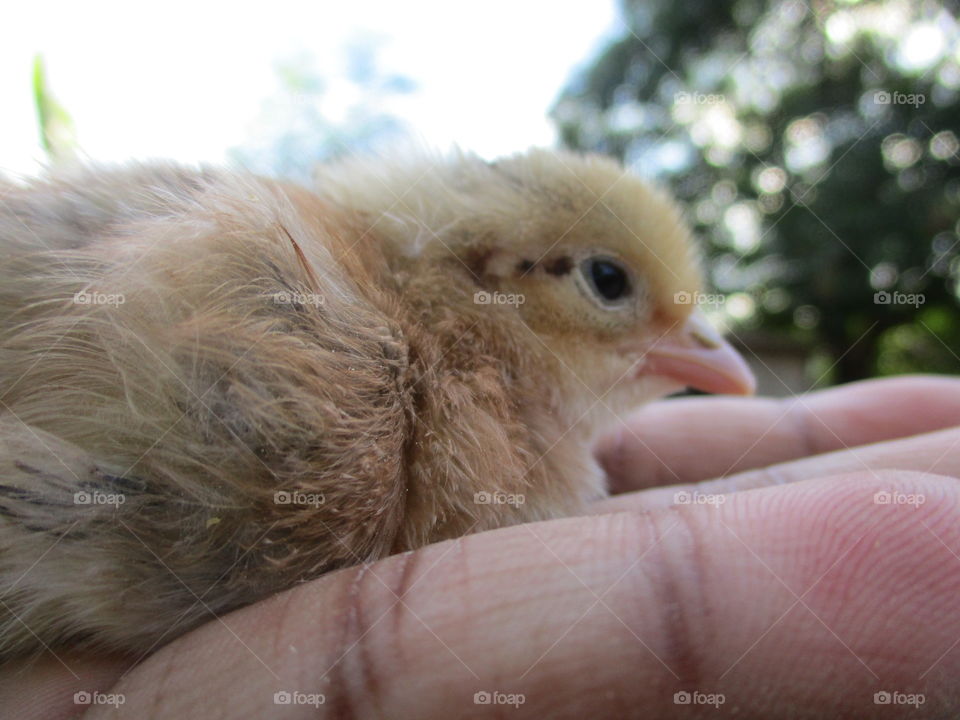 baby chicks