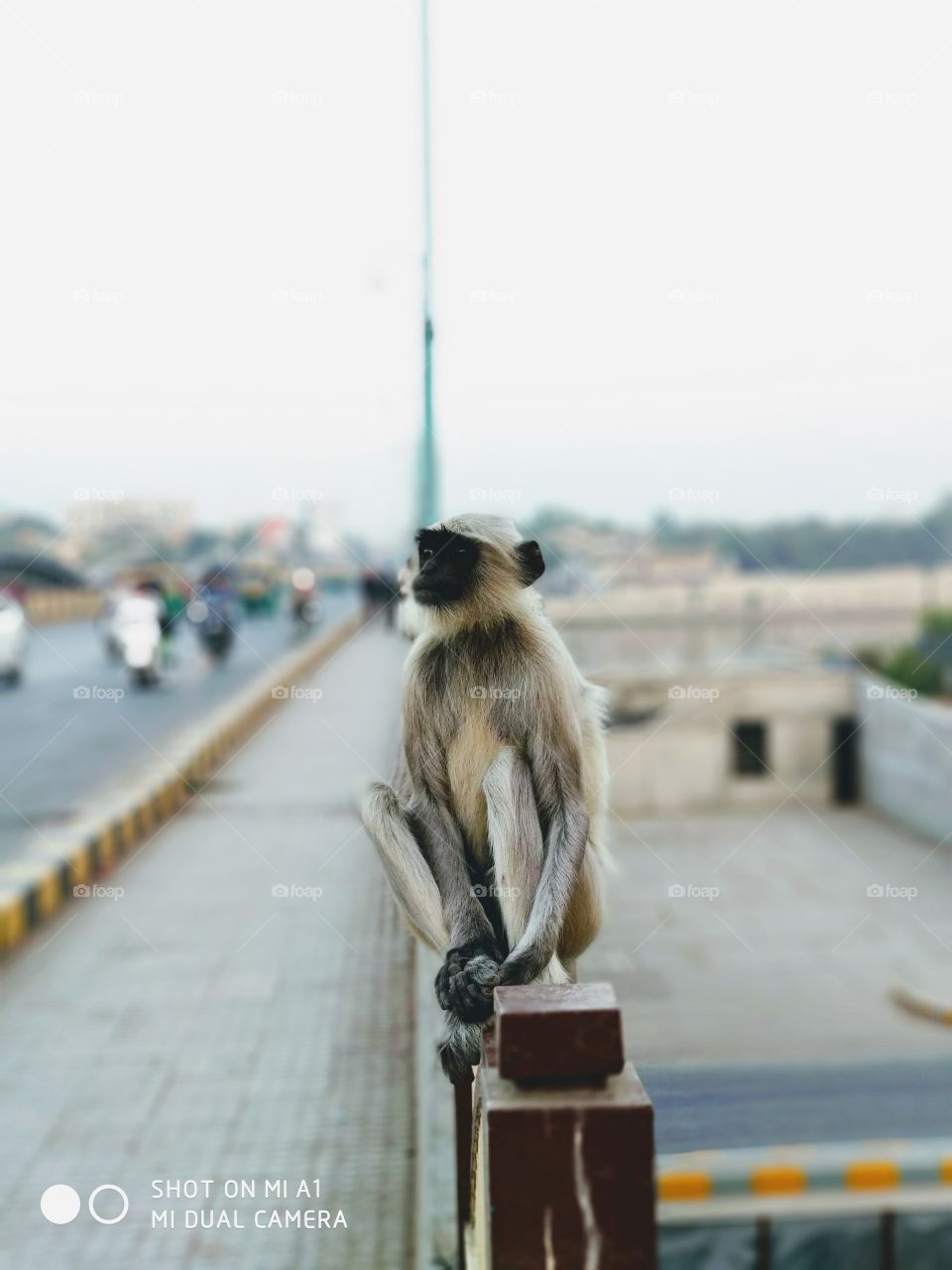 monkey in city