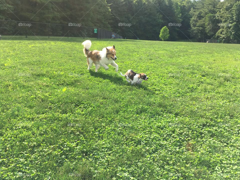 Toby and Walter playing chase at the dog park. Toby is my dog, and Walter is a dog park regular. 