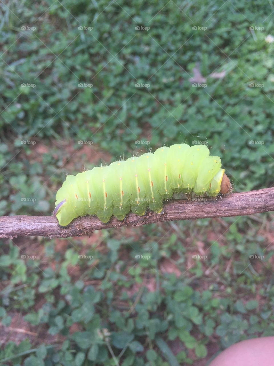 Plump caterpillar 