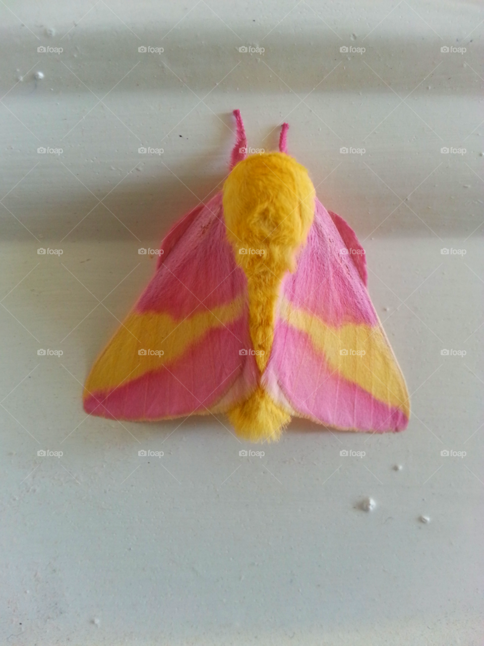 Pink and yellow moth