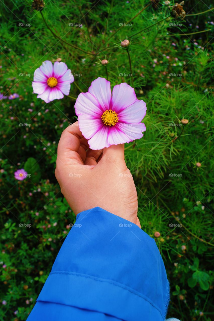 Beautiful autumn flower